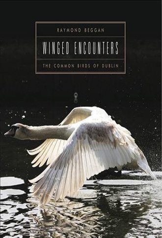 Winged Encounters: The Common Birds of Dublin